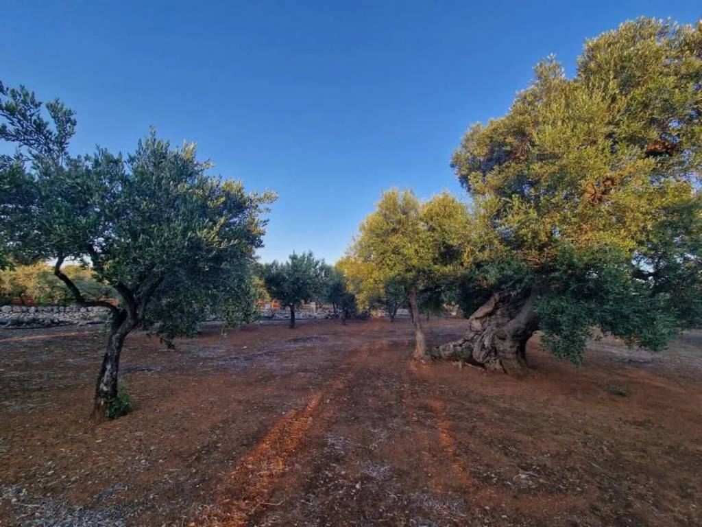 Terreno a Fasano in Contrada Cerasina S.N.C. - Foto 4