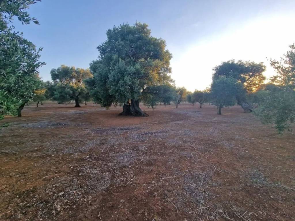 Terreno a Fasano in Contrada Cerasina S.N.C. - Foto 5