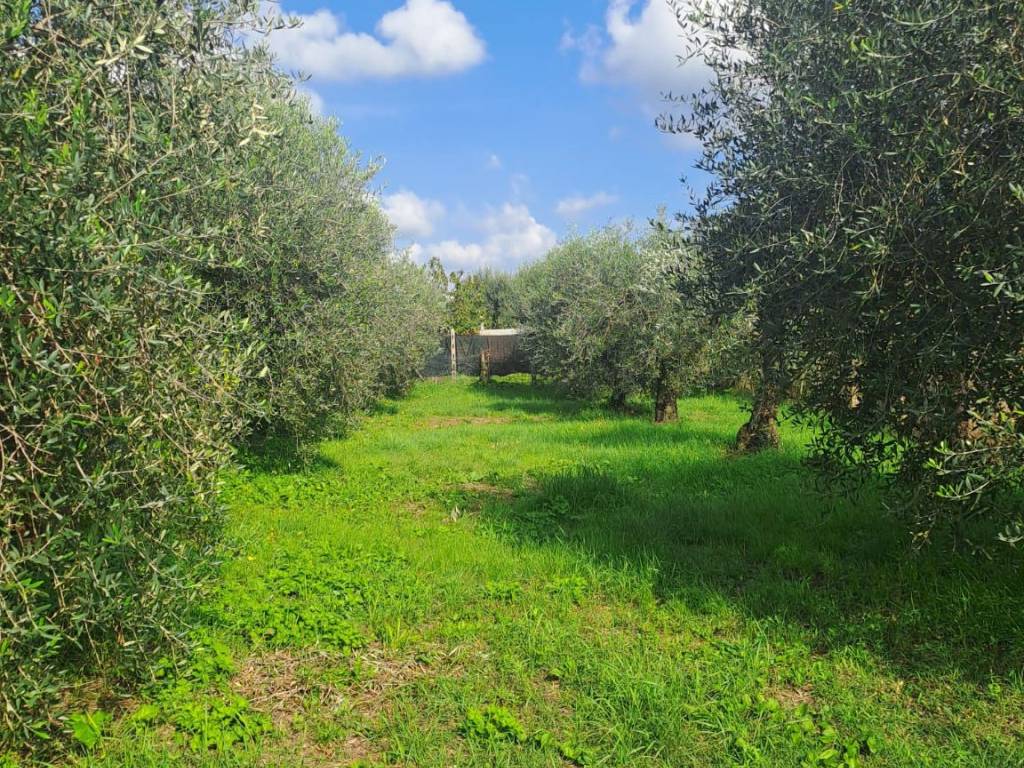 Terreno a Cisterna di latina in Via Plinio il Vecchio, 86 - Foto 2