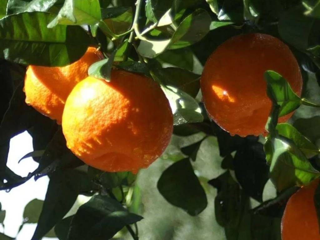 Terreno a Tortolì in Via Foddeddu S.N.C. - Foto 2