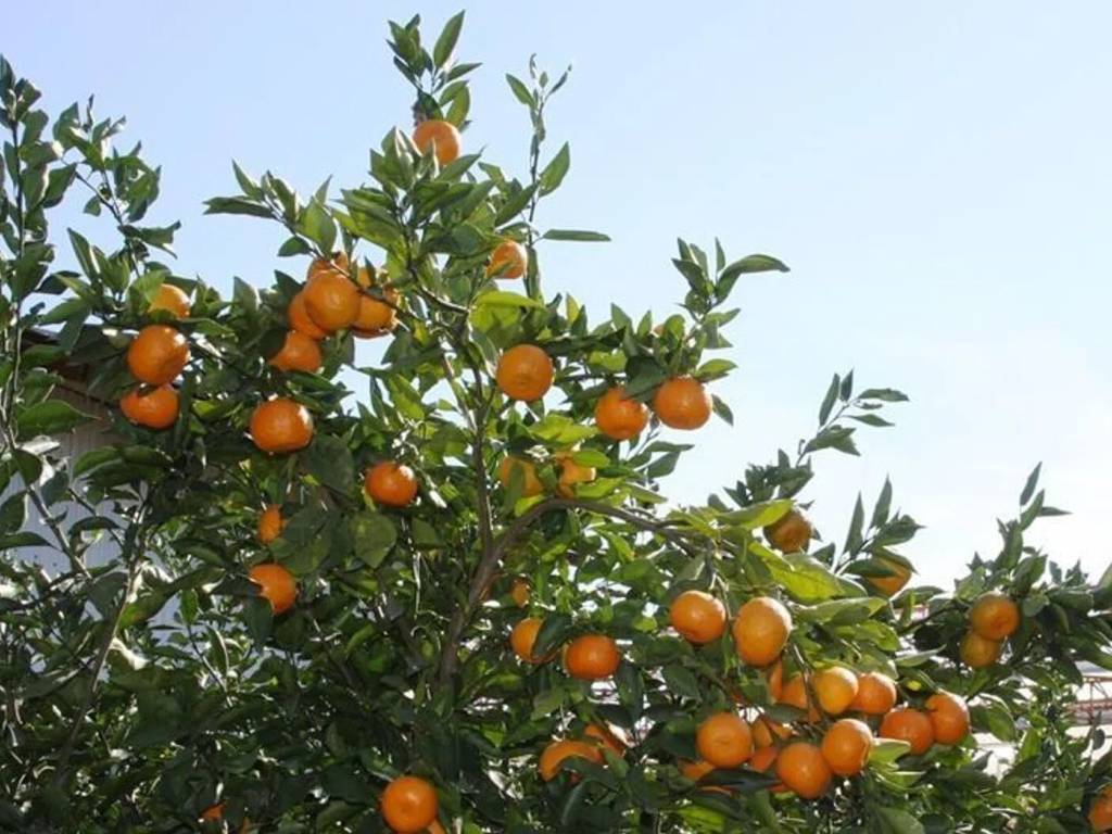 Terreno a Tortolì in Via Foddeddu S.N.C. - Foto 3