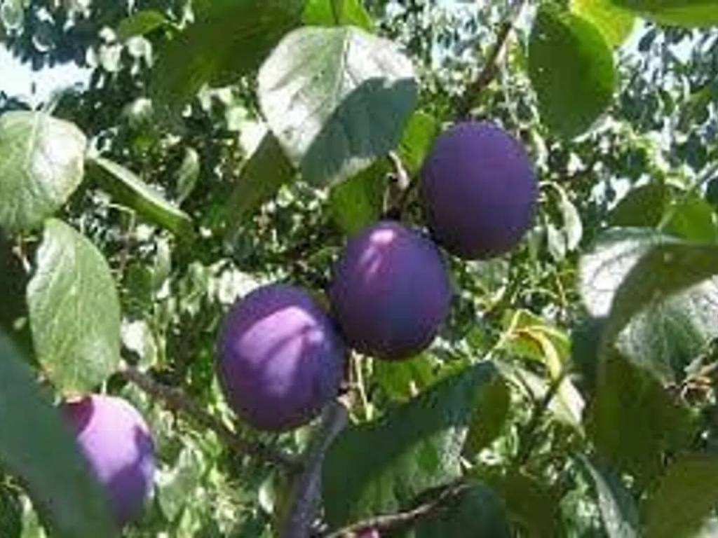 Terreno a Tortolì in Via Foddeddu S.N.C. - Foto 4