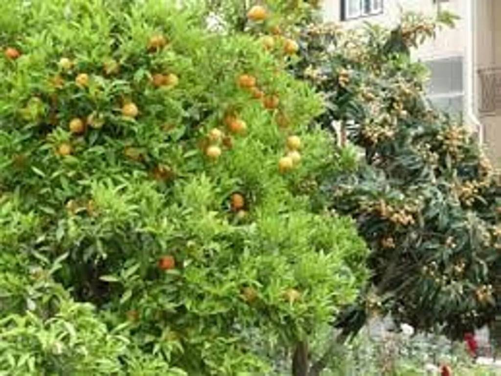 Terreno a Tortolì in Via Foddeddu S.N.C. - Foto 5