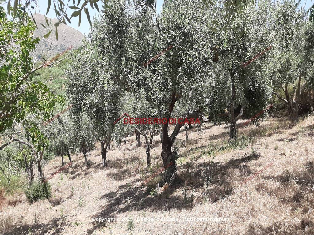 Rustico / casale a Caccamo in SS285 - Foto 4