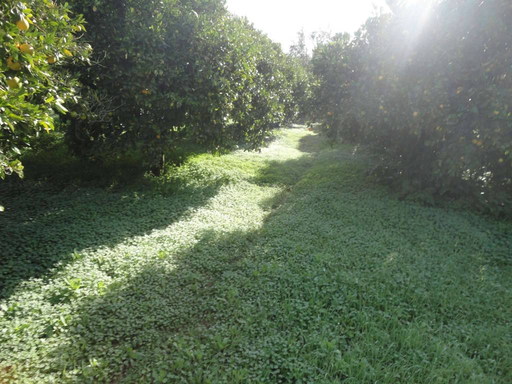 Terreno a Vittoria in contrada San Silvestro - Foto 4