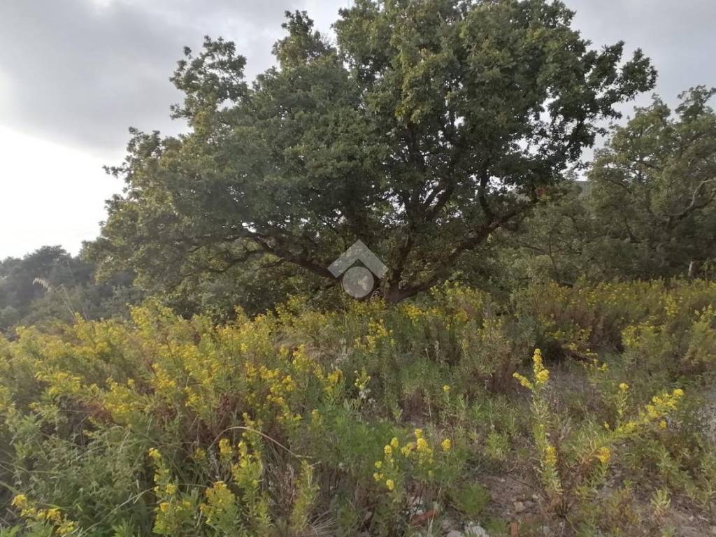 Terreno a Scalea in CONTRADA PIANO GRANDE - Foto 4