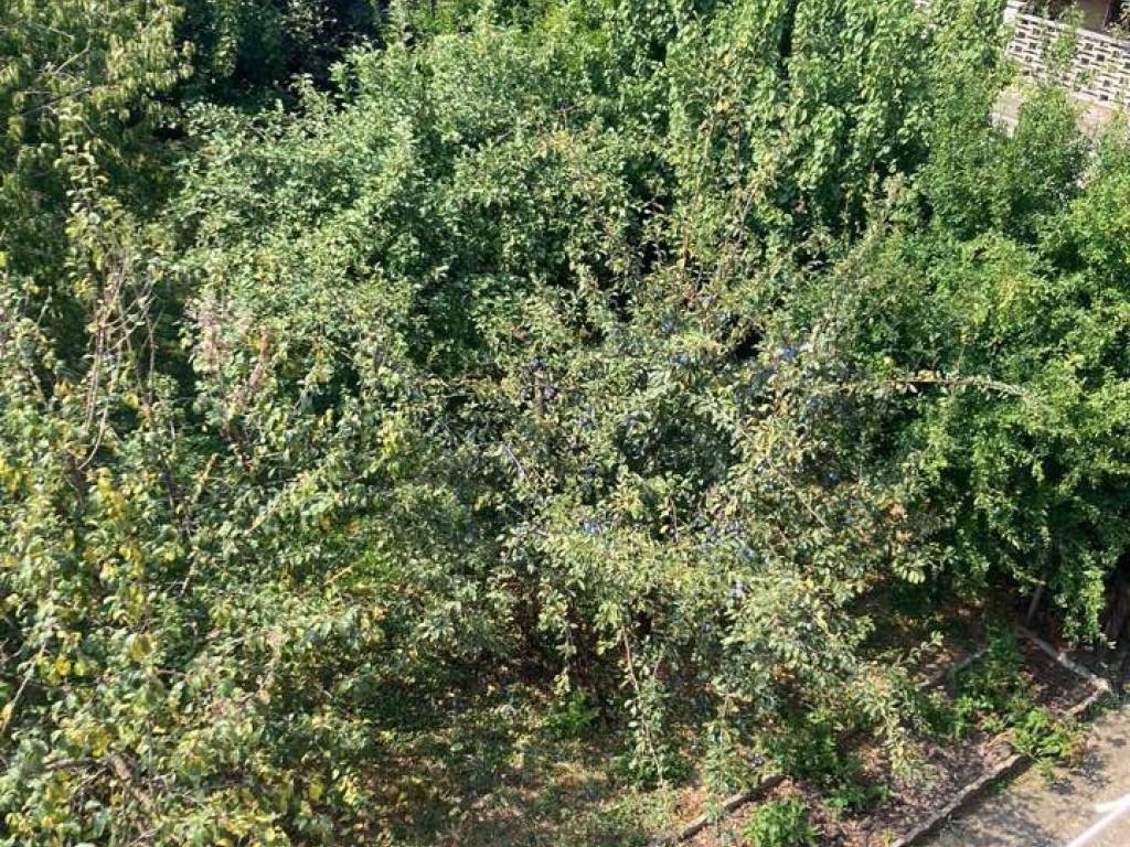 Terreno a Cremona - Foto 2