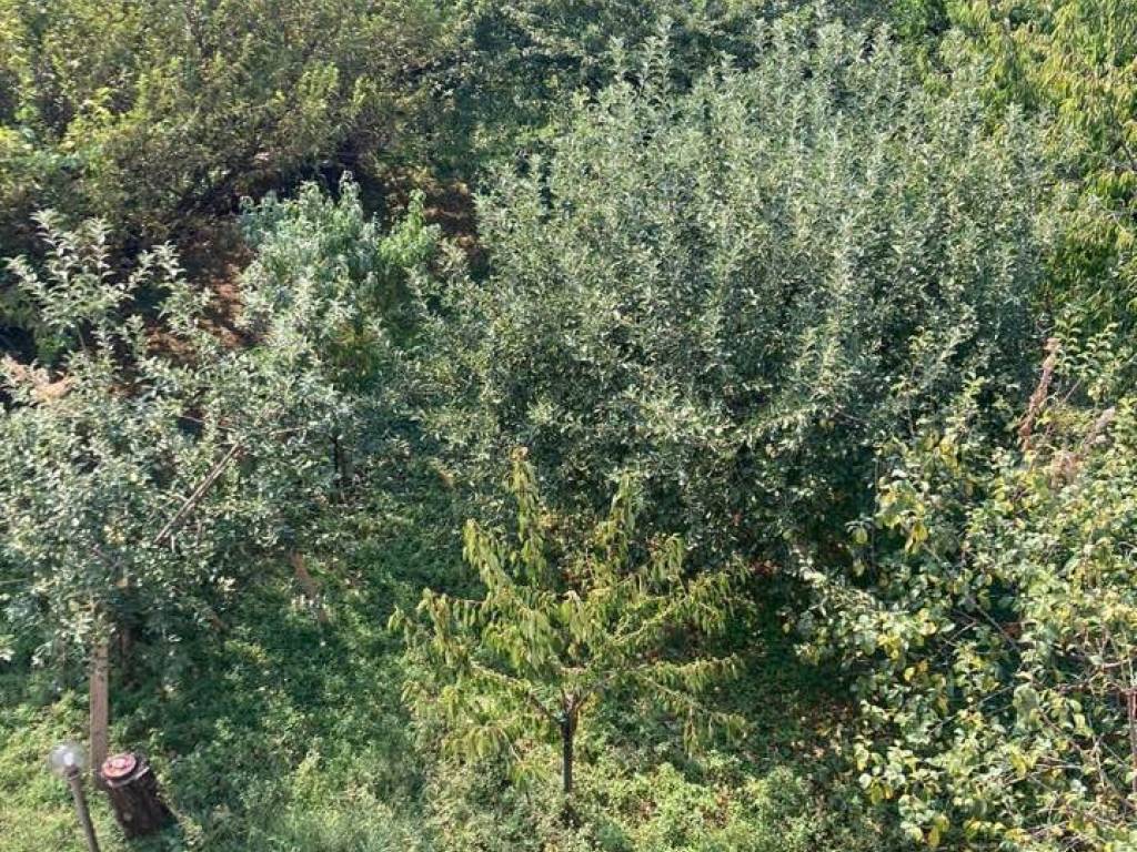Terreno a Cremona - Foto 5