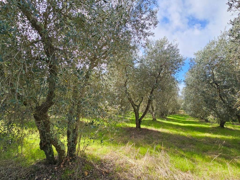 Terreno a Grosseto - Foto 2