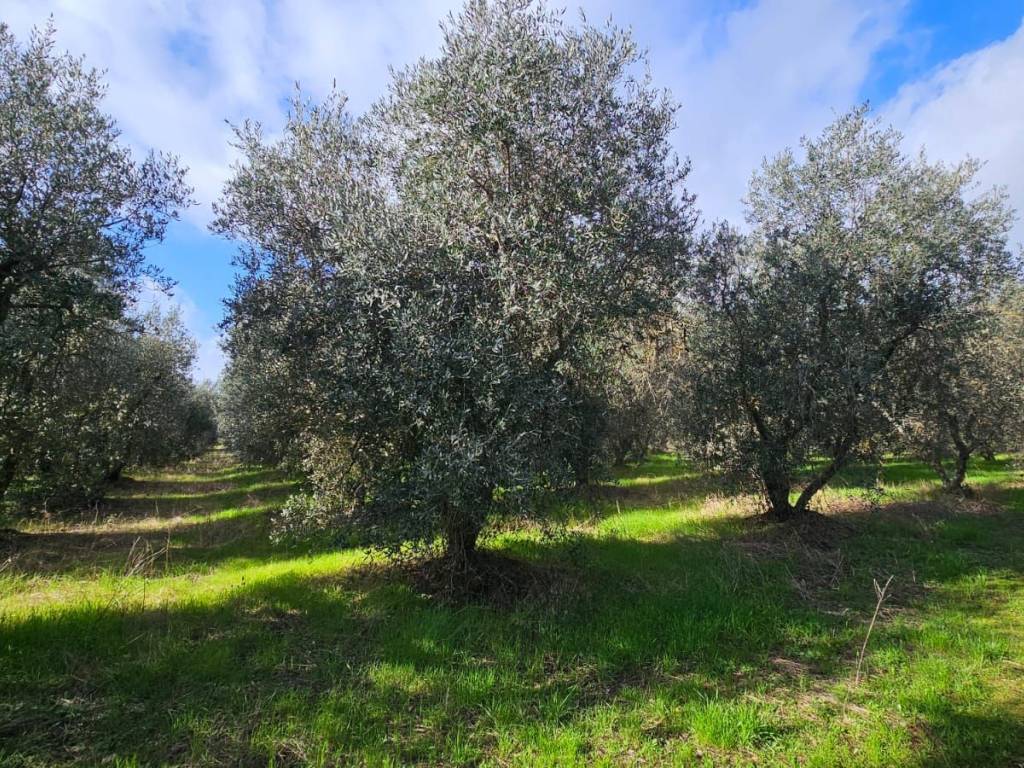 Terreno a Grosseto - Foto 4