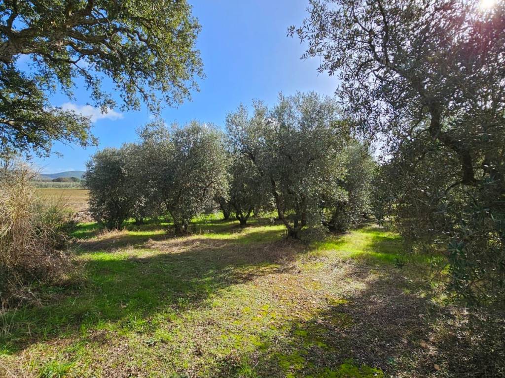 Terreno a Grosseto - Foto 5