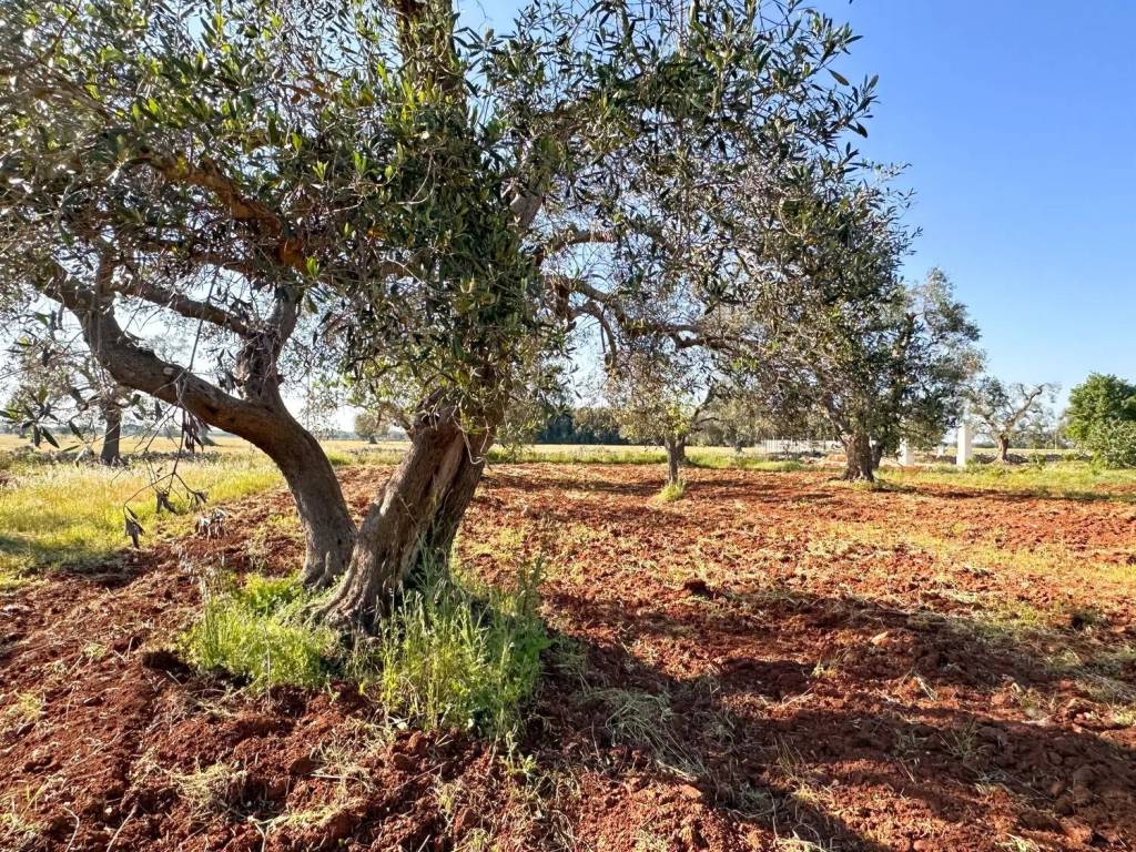 Terreno a San vito dei normanni - Foto 3