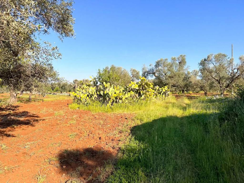 Terreno a San vito dei normanni - Foto 4
