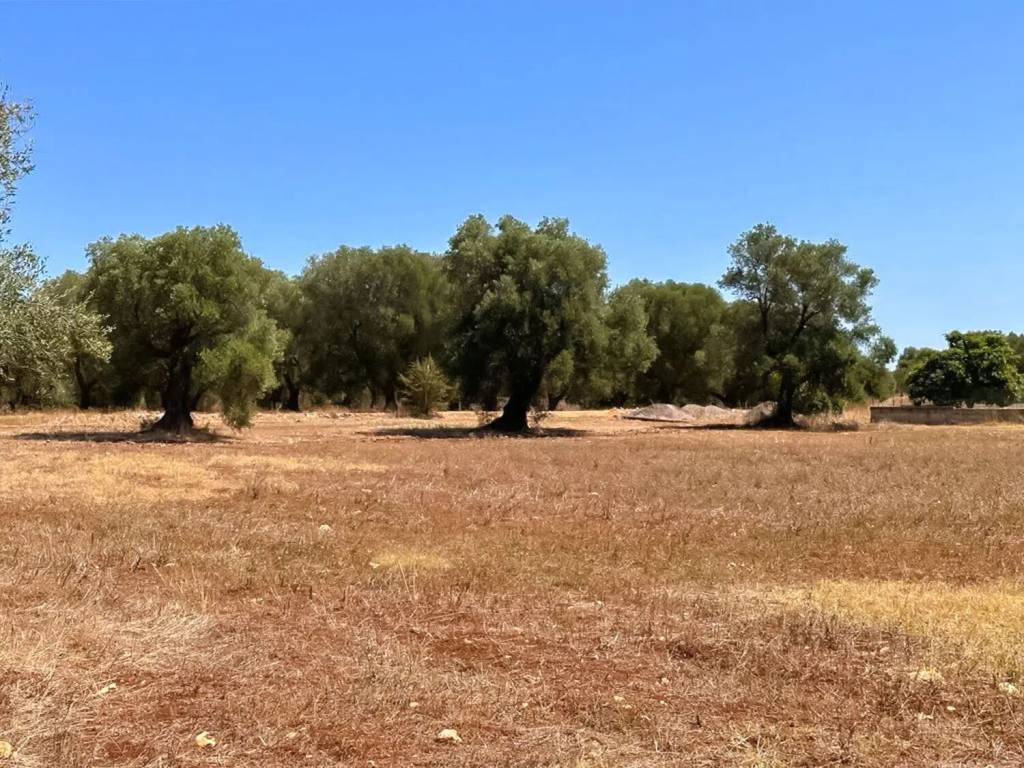Terreno a San vito dei normanni in Contrada Coppula Mucata S.N.C. - Foto 4