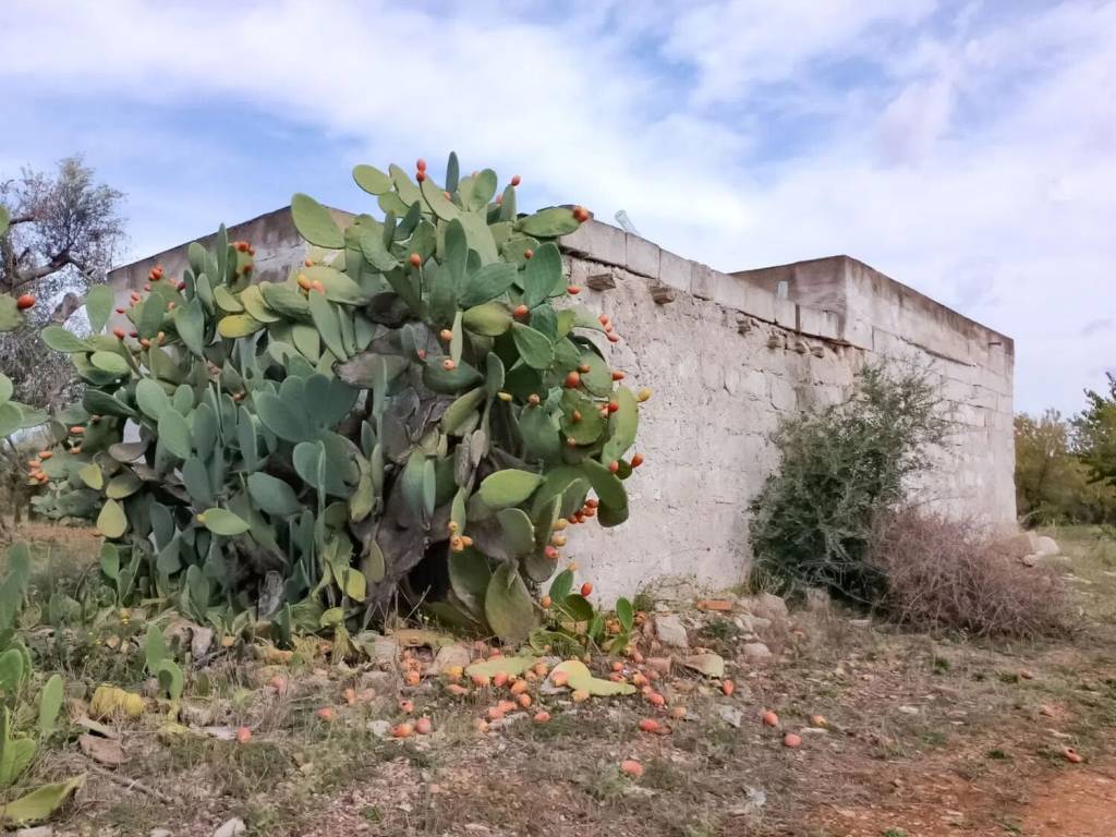 Rustico / casale a San vito dei normanni - Foto 3