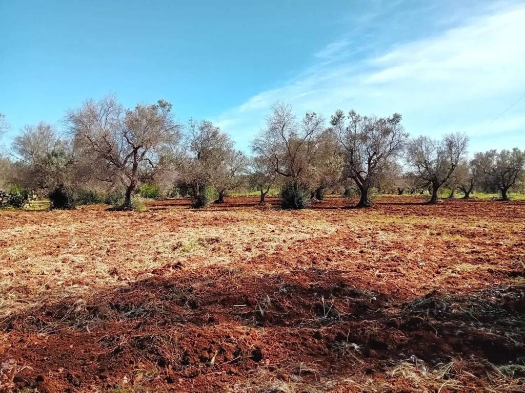 Rustico / casale a Latiano - Foto 4