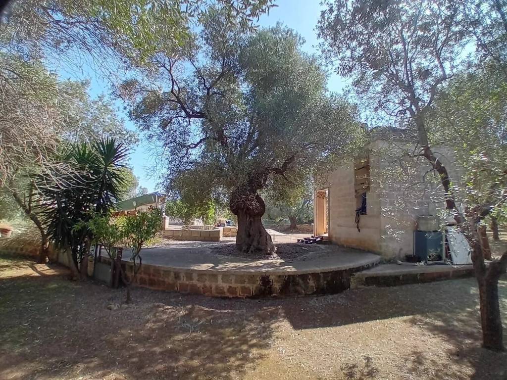 Rustico / casale a Carovigno - Foto 3