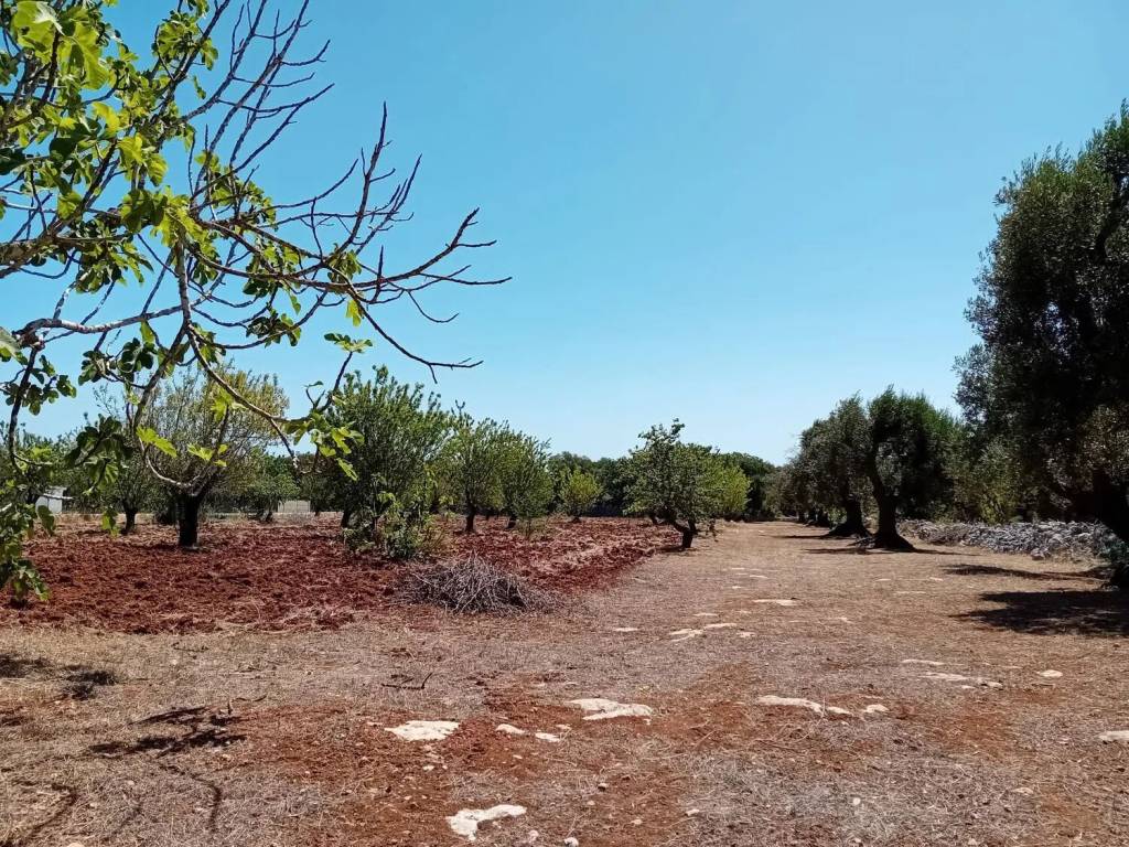 Rustico / casale a Carovigno - Foto 5