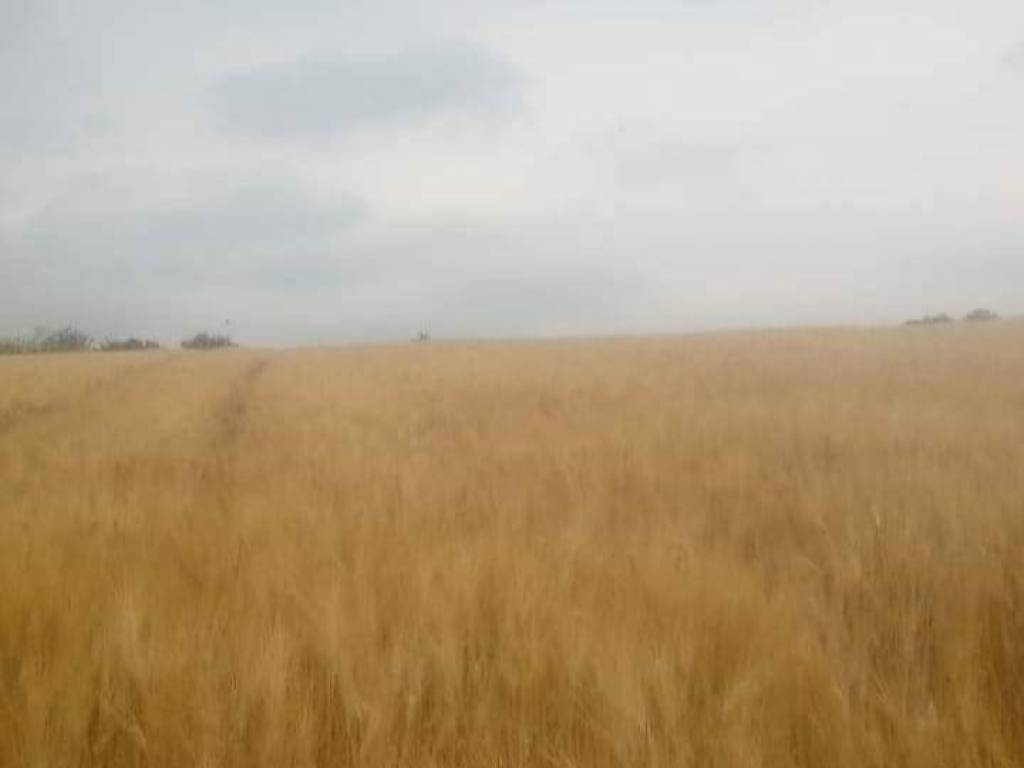 Terreno a Loreto aprutino - Foto 4