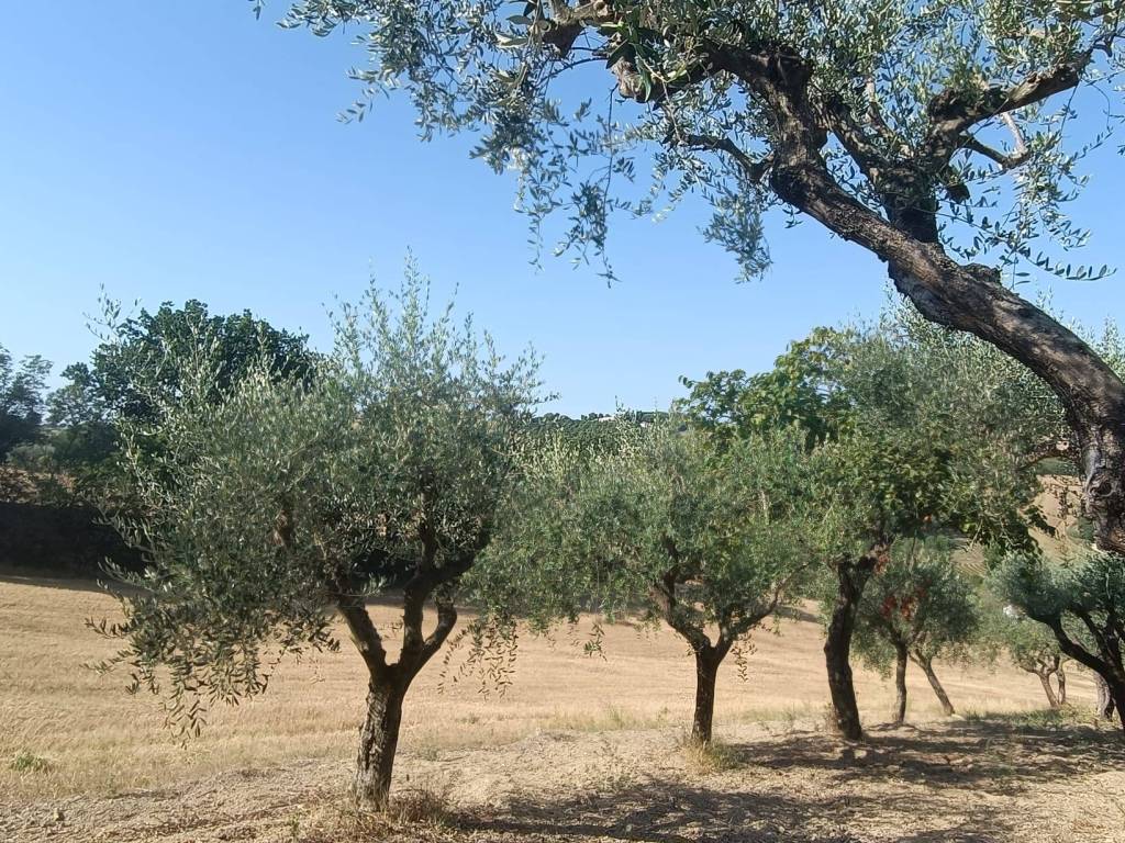 Villa a Mondolfo in Via Le Grotte, 8 - Foto 2