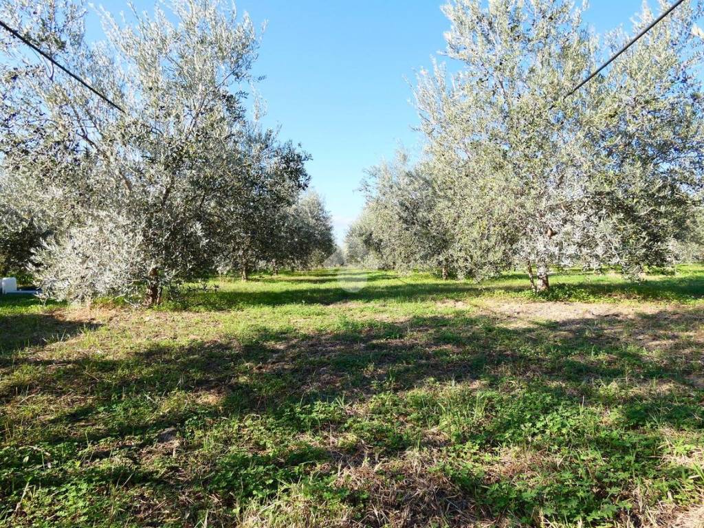 Terreno a Policoro in Via Petrullo, 1 - Foto 5
