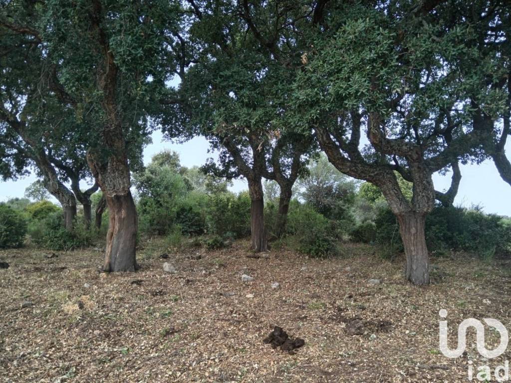 Terreno a Telti in Località Andrieddu - Foto 2