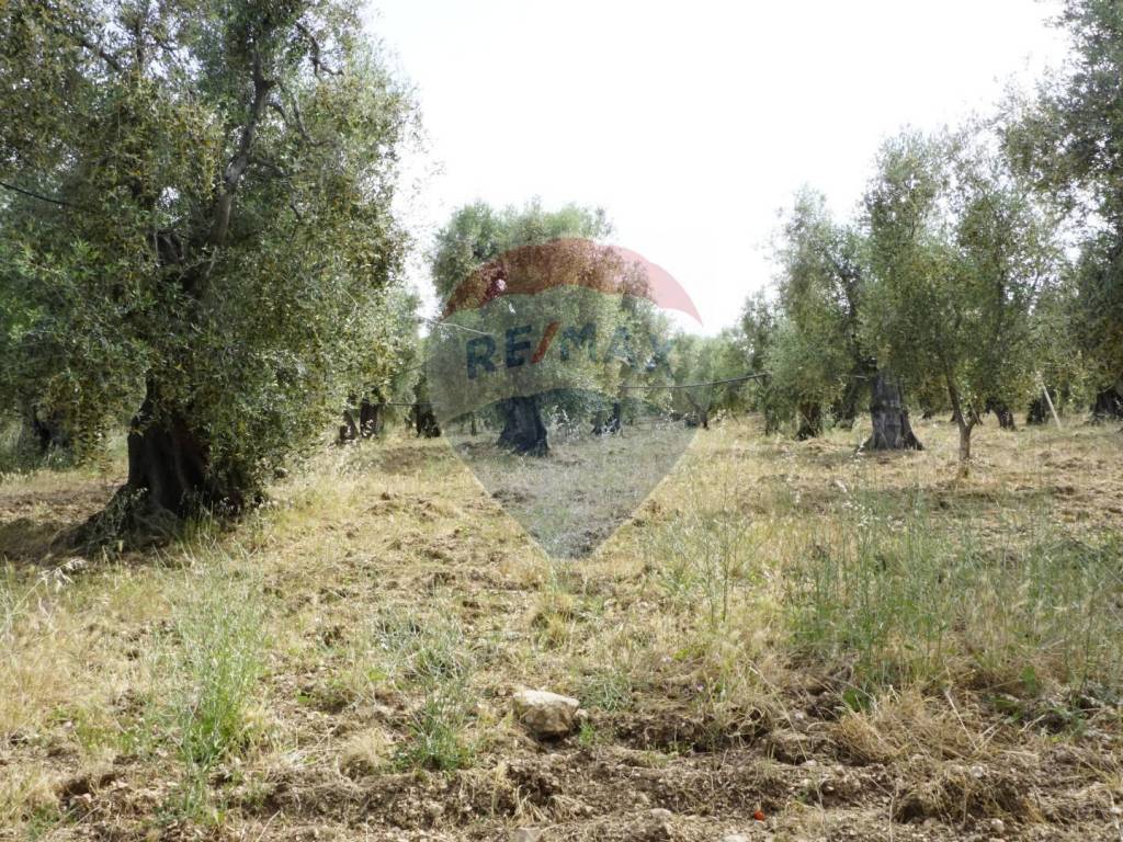 Rustico / casale a Vieste in Località Focareta - Foto 4