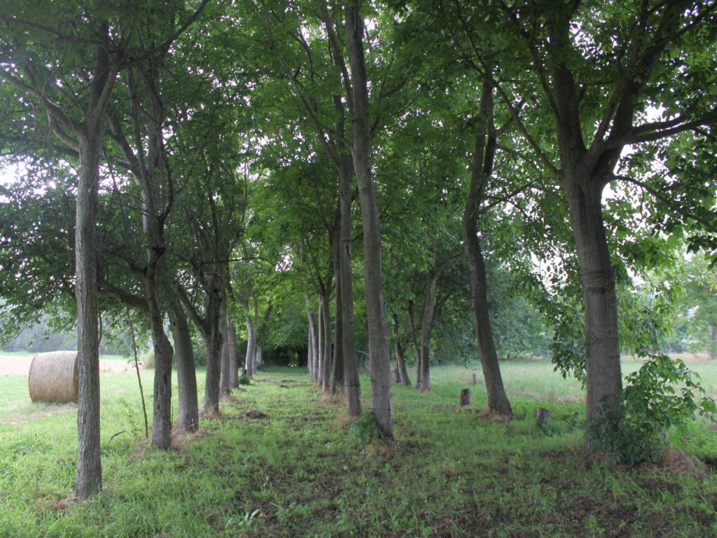Terreno a Dugenta in Via Santa Maria Impesole - Foto 3