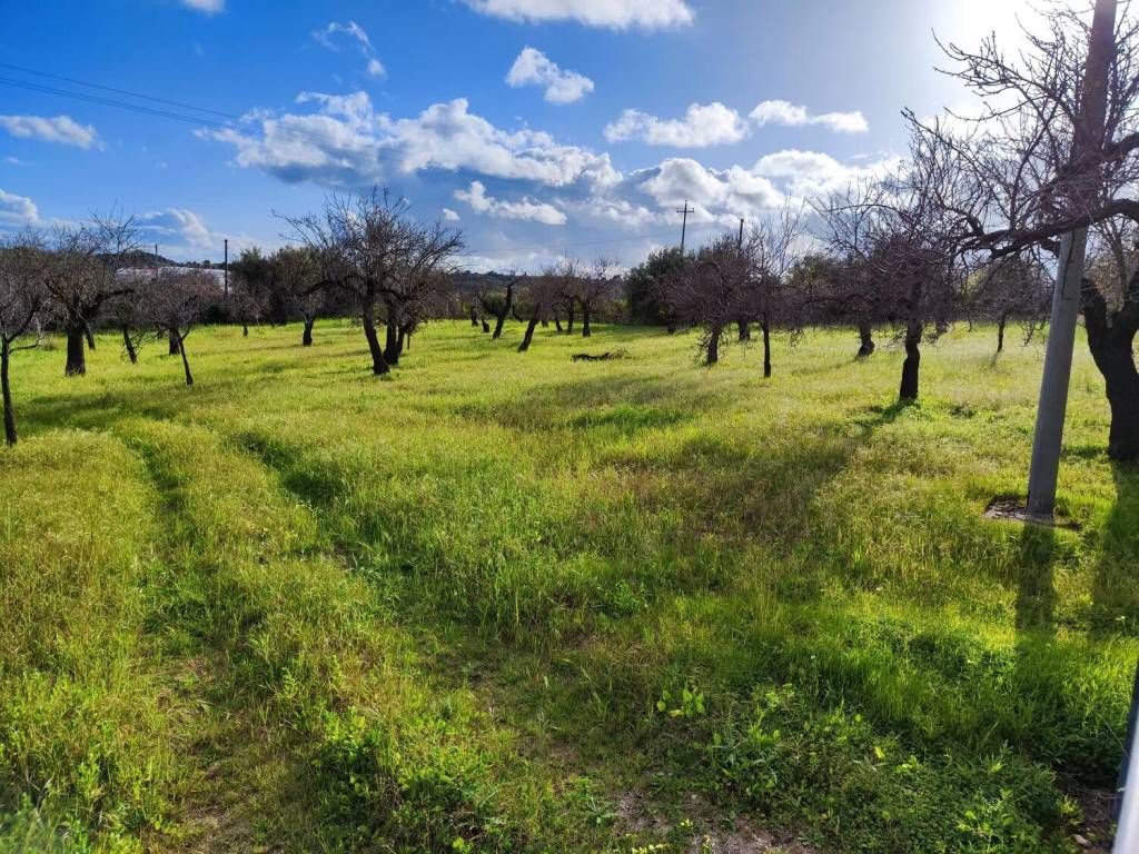 Terreno a Avola in Contrada Fiumarella S.N.C. - Foto 4