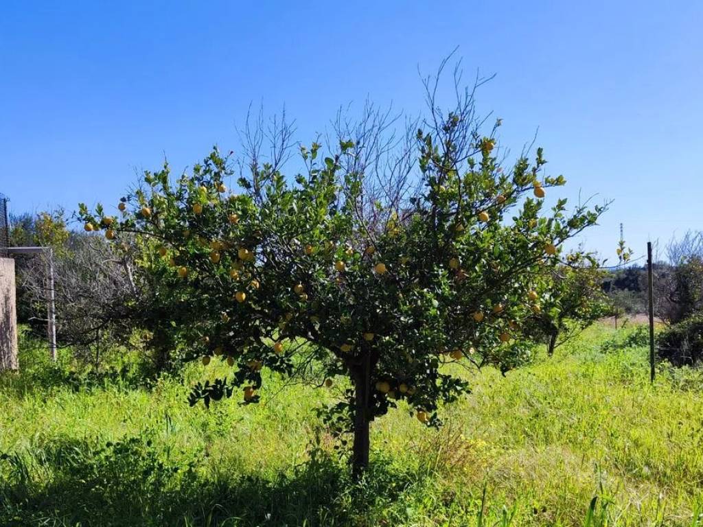 Terreno a Avola in Contrada Puzzi - Foto 4