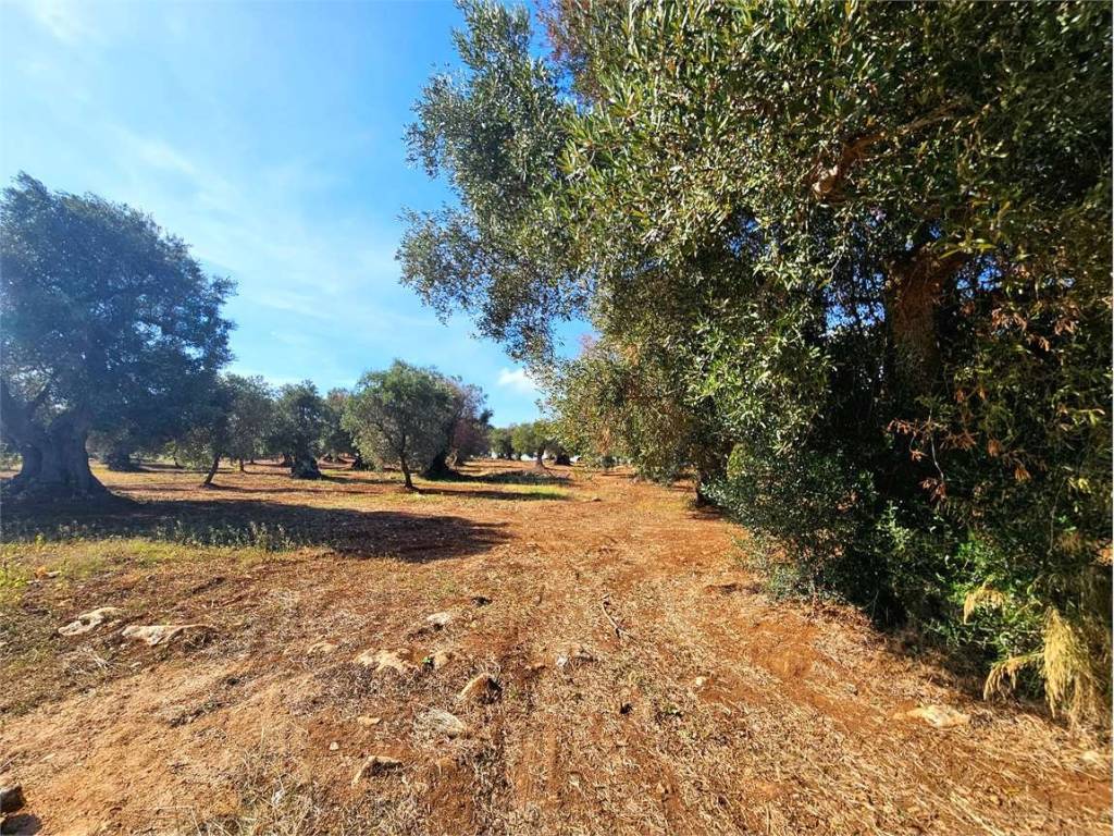 Terreno a Carovigno - Foto 2