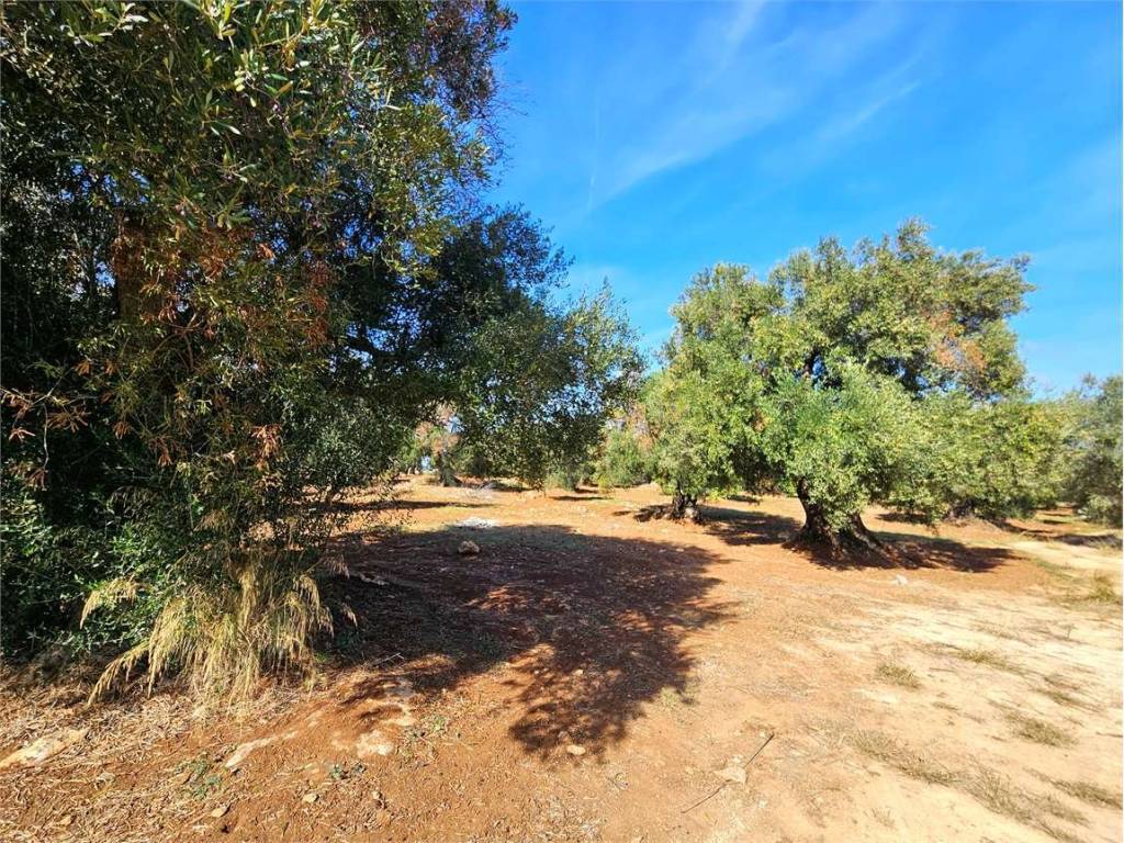 Terreno a Carovigno - Foto 3