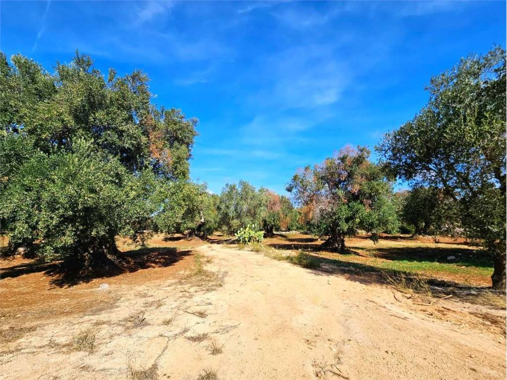 Terreno a Carovigno - Foto 4