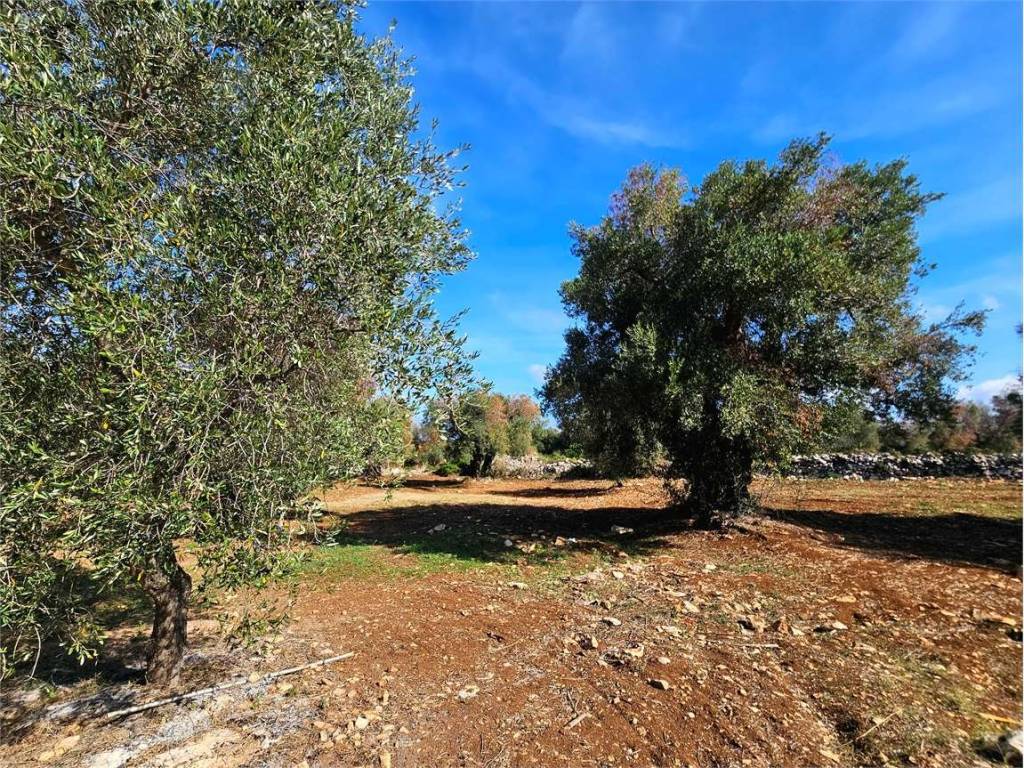 Terreno a Carovigno - Foto 5
