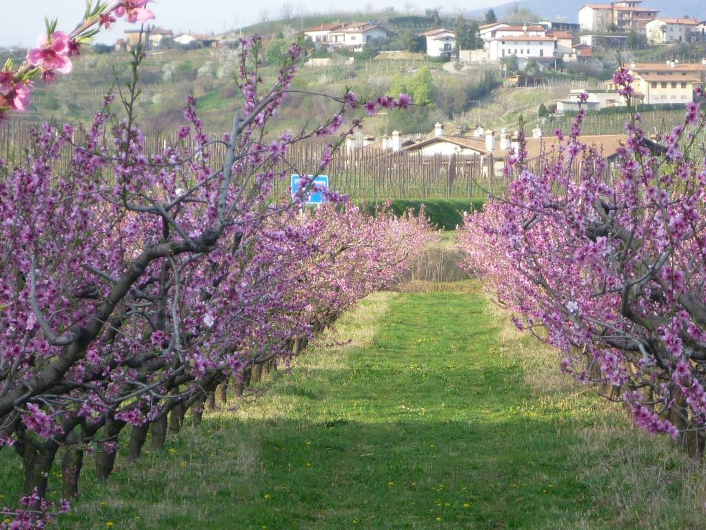 Terreno a Cormons in Via Subida, 52 - Foto 5