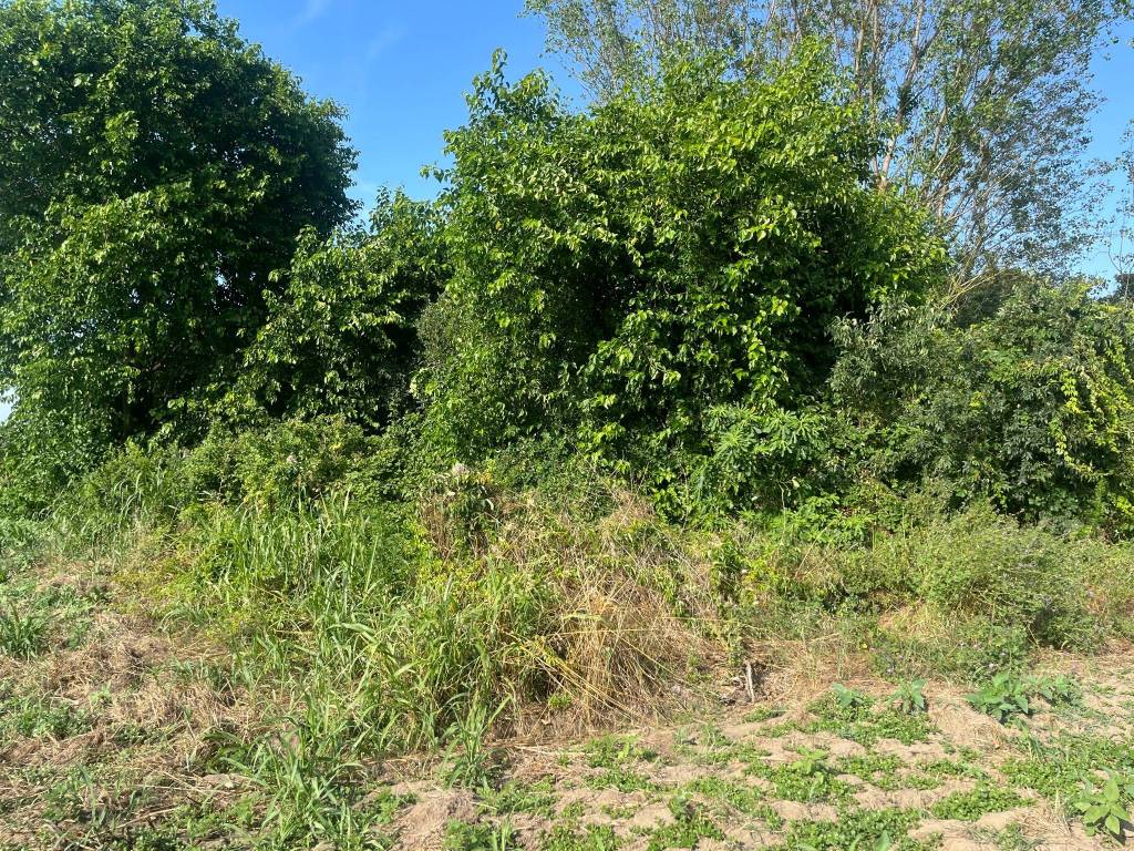 Terreno a Codigoro in Località Fronte Secondo Tronco - Foto 5