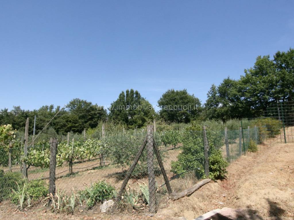 Terreno a Lucignano - Foto 3