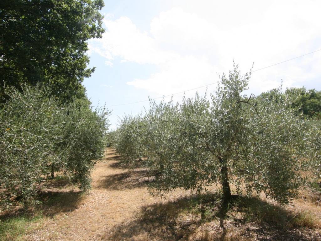 Terreno a Lucignano - Foto 5