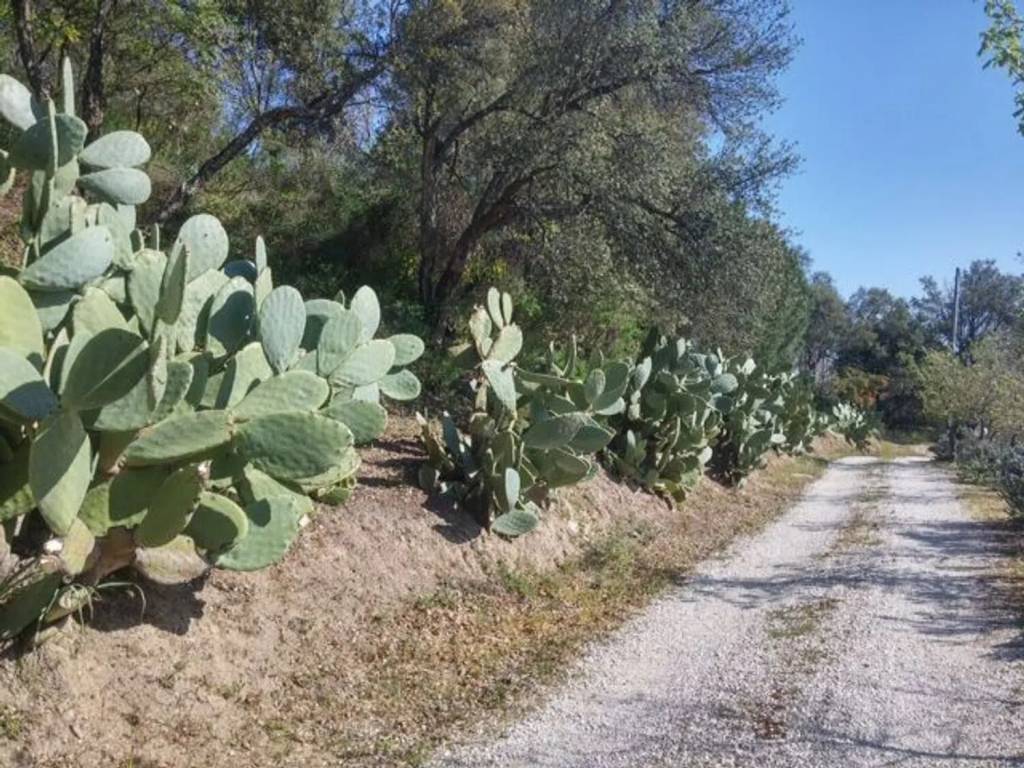 Rustico / casale a Mamoiada - Foto 4