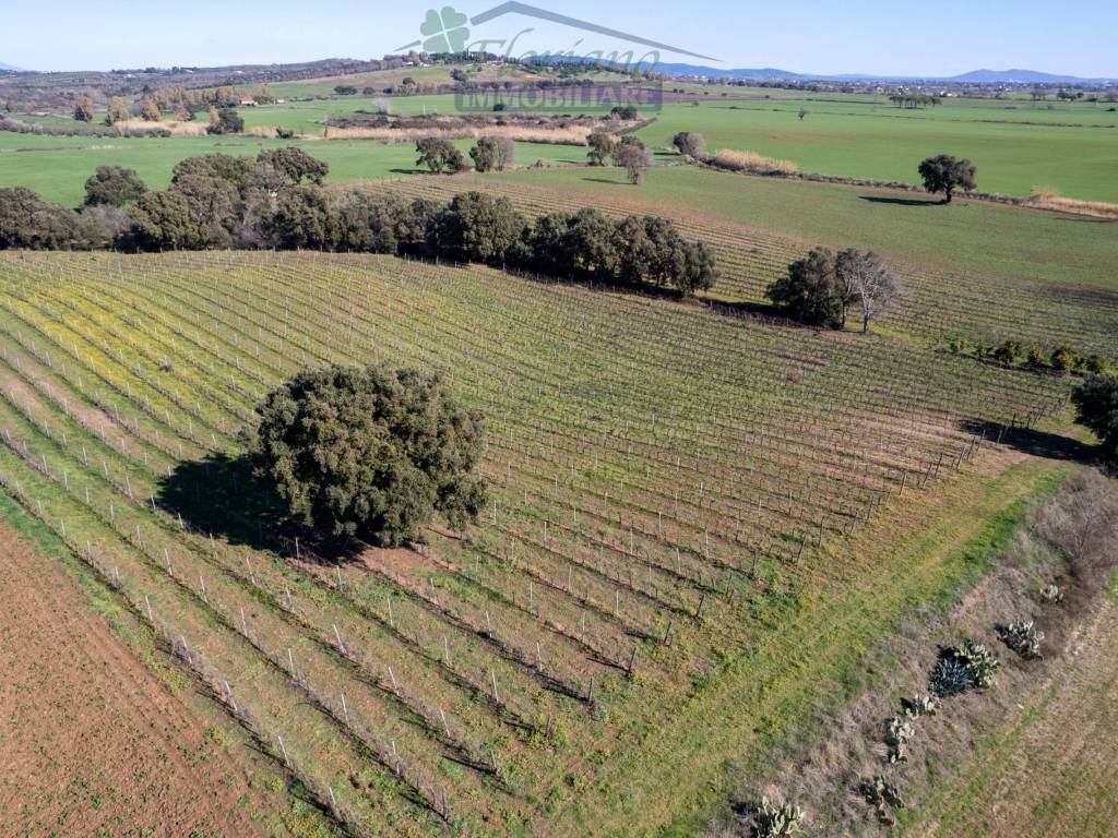 Terreno a Capalbio in Strada Casal del Brizzi - Foto 4