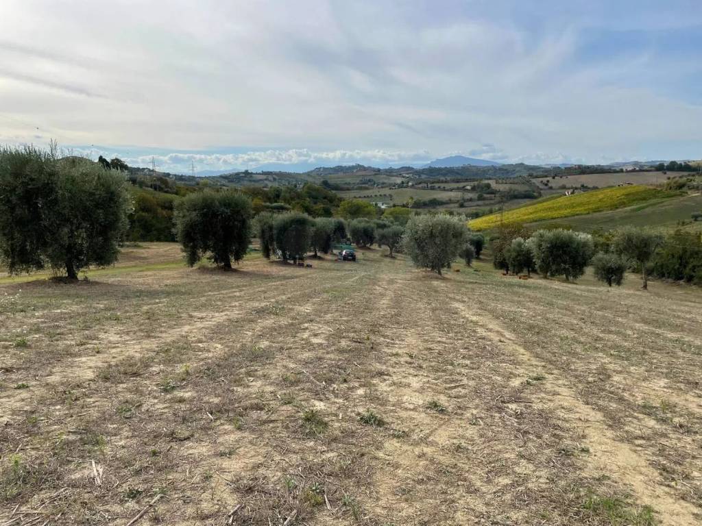 Terreno a Monsampolo del tronto - Foto 3