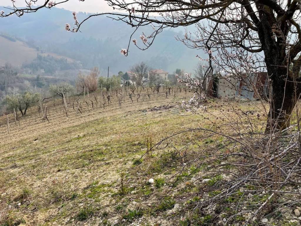 Terreno a Ripatransone in Contrada Collevecchio - Foto 2