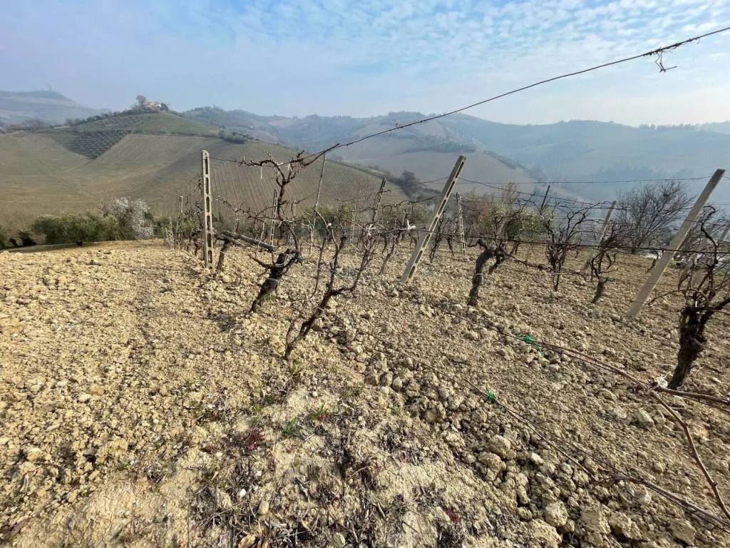 Terreno a Ripatransone in Contrada Collevecchio - Foto 3