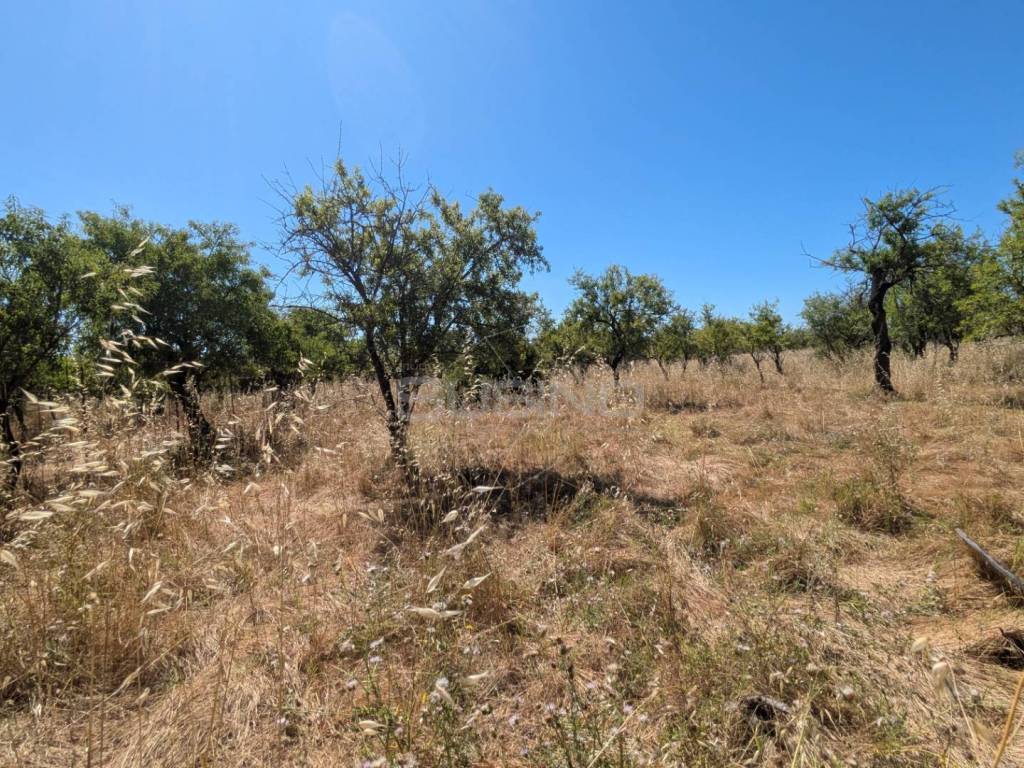 Terreno a Avola in contrada risicone - Foto 2