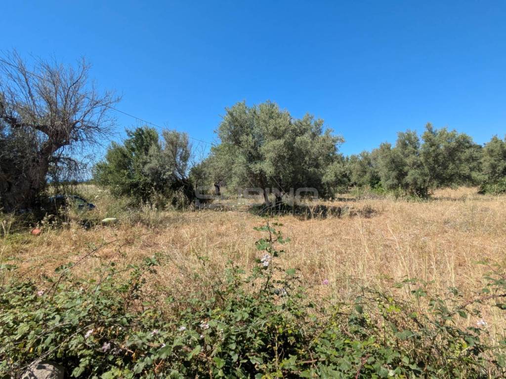 Terreno a Avola in contrada risicone - Foto 5