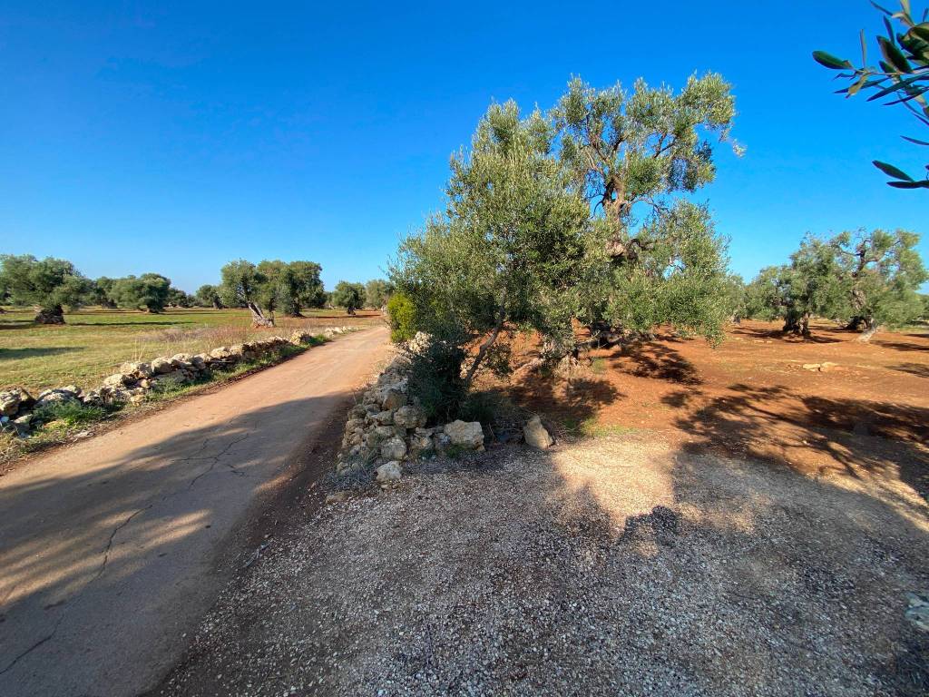 Terreno a Fasano in Contrada Vigna Velardi - Foto 4