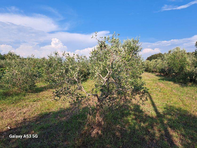 Terreno a Rosignano marittimo in Via Cason Vecchio - Foto 4