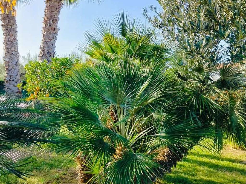 Villa a Treglio in via della fontana, 1 - Foto 5