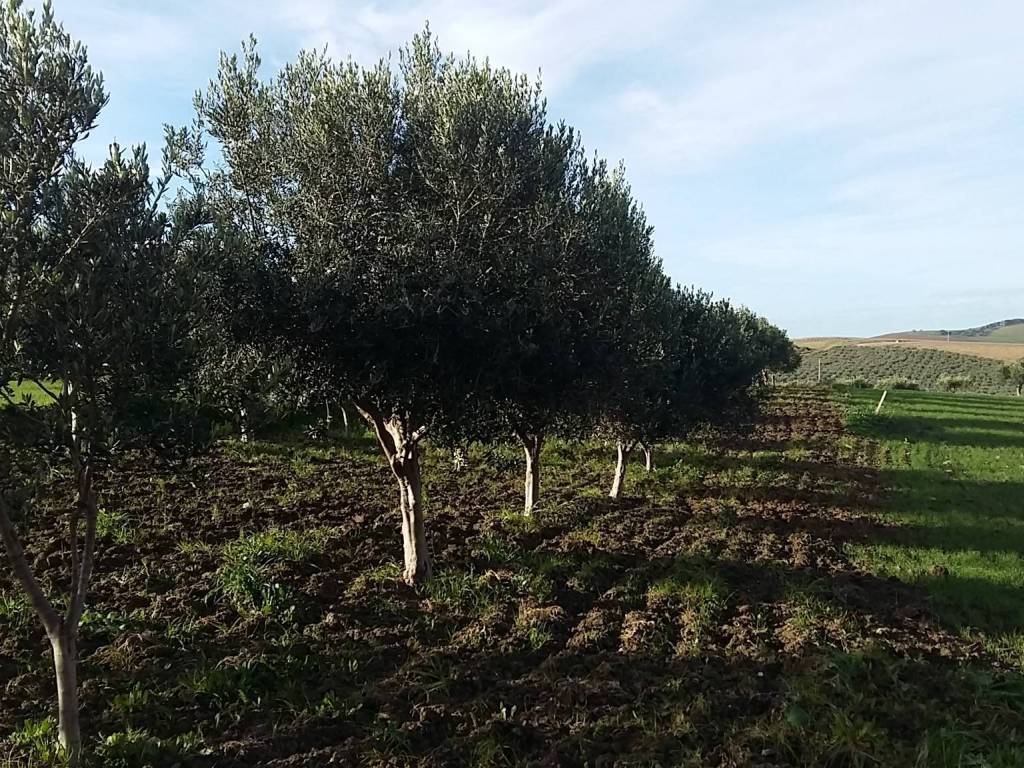 Terreno a Erice in SS113 - Foto 2