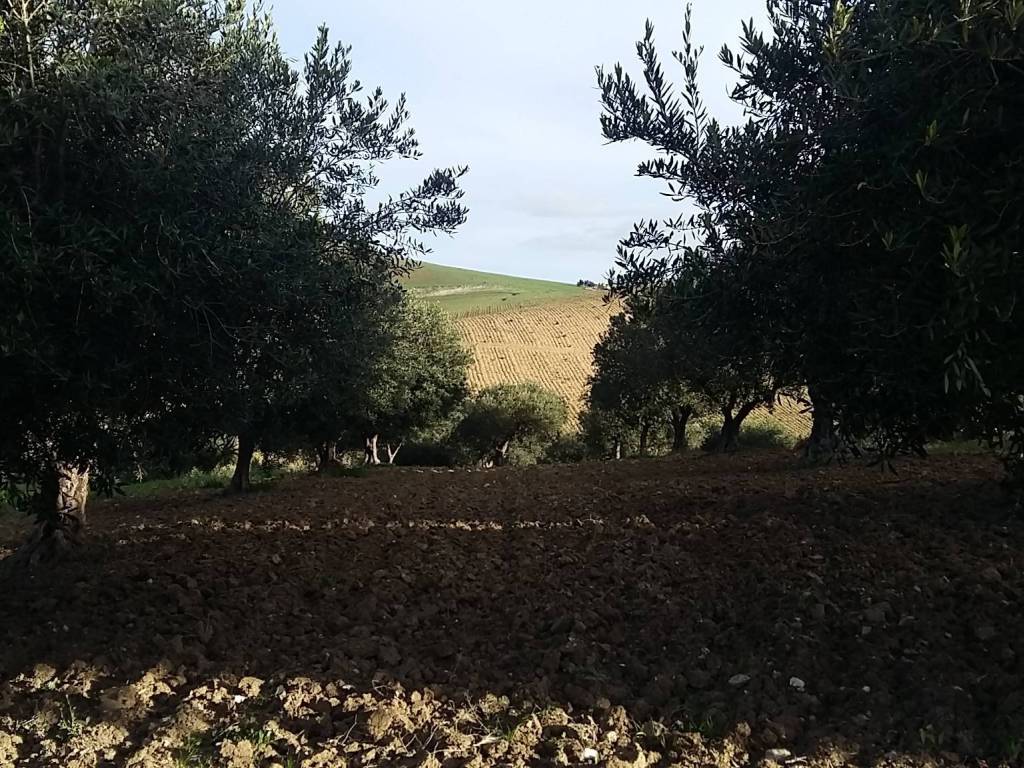 Terreno a Erice in SS113 - Foto 3